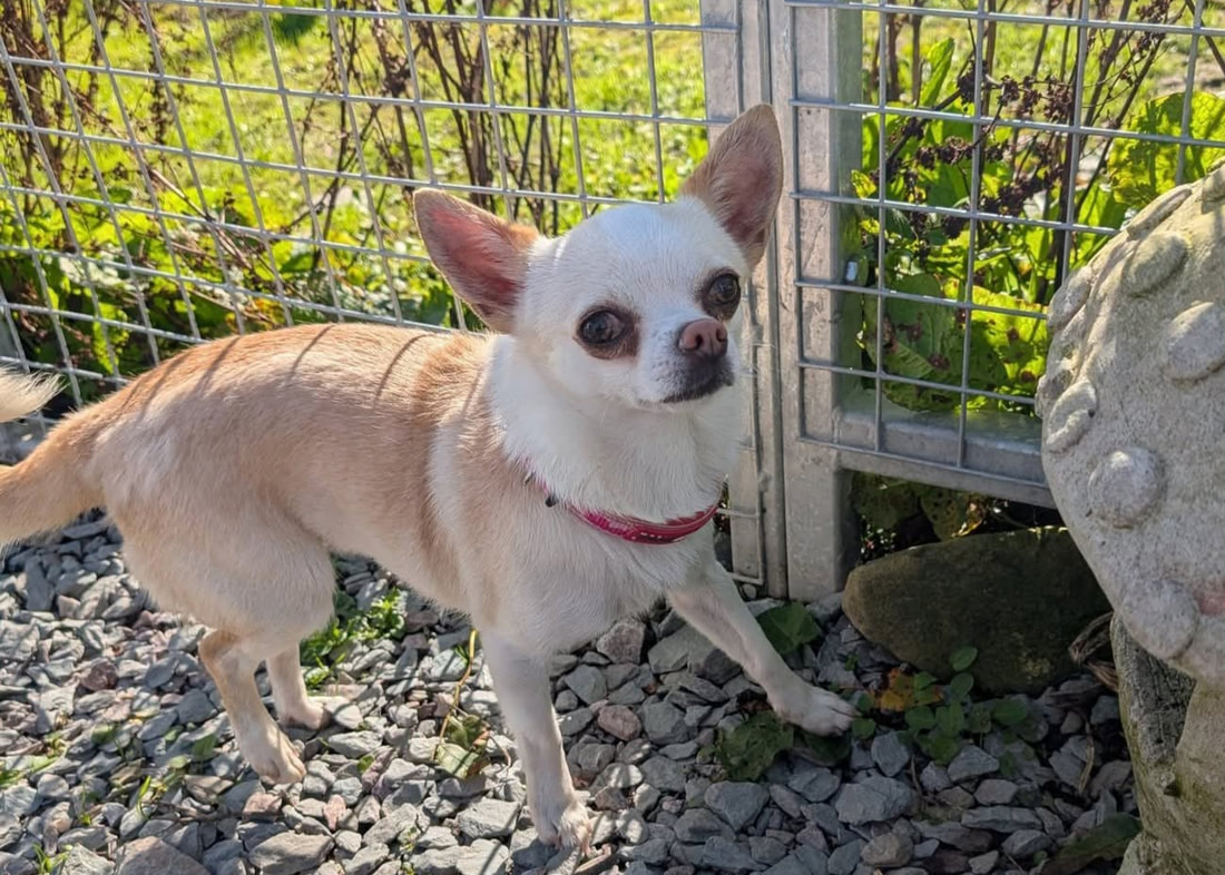 Pearl, a 2 years old female Chihuahua available for adoption from Alpet Poundies Rescue in Wales