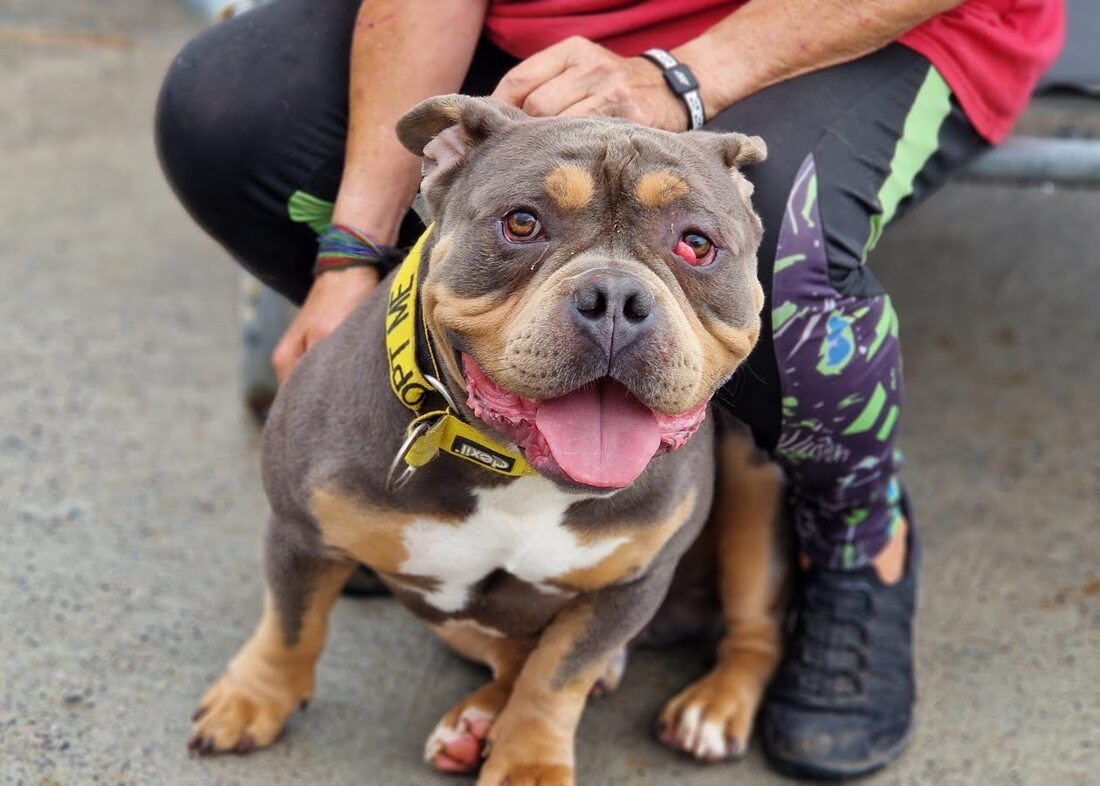 Beans, a 2 years old male Unknown available for adoption from Alpet Poundies Rescue in Wales