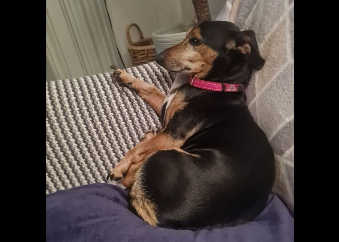 Buddy, a 7 years old male Dachshund X available for adoption from Alpet Poundies Rescue in Wales