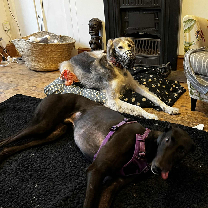 Archie, a Unknown old male Greyhound available for adoption from Angels 4 Dogs in Kent