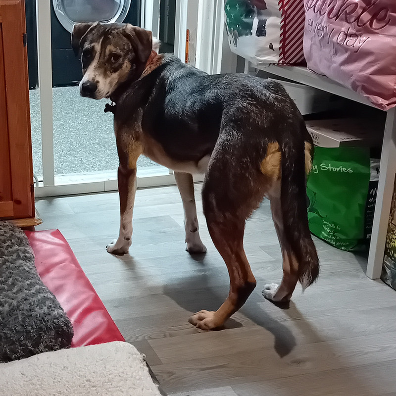 Nya, a 5 years old female Crossbreed available for adoption from Angels 4 Dogs in Kent