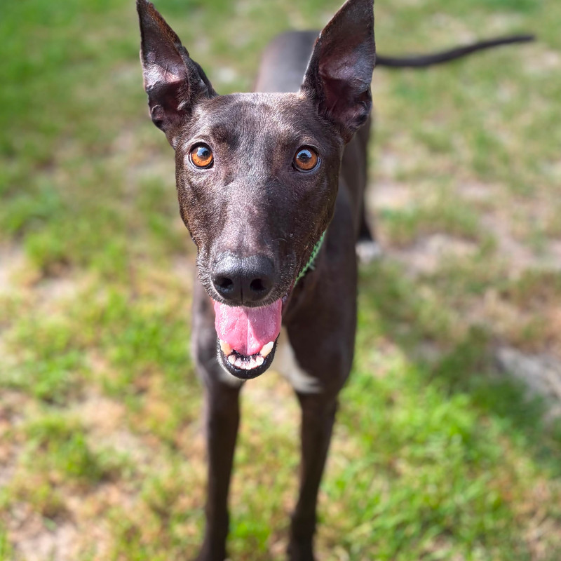 Jasper, a 3 years old male Lurcher available for adoption from Angels 4 Dogs in Kent