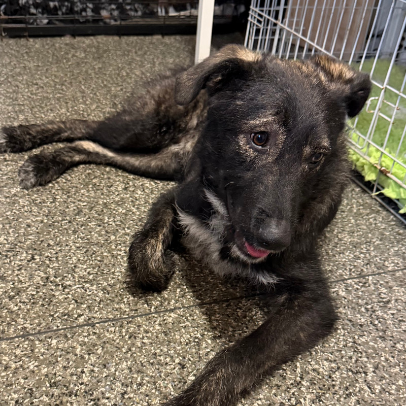 Annie, a 7 months old female Crossbreed available for adoption from Angels 4 Dogs in Kent