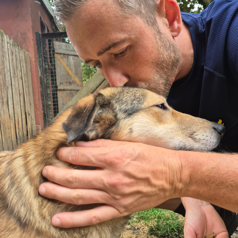 Lorrie, a Unknown old female Collie available for adoption from Angels 4 Dogs in Kent