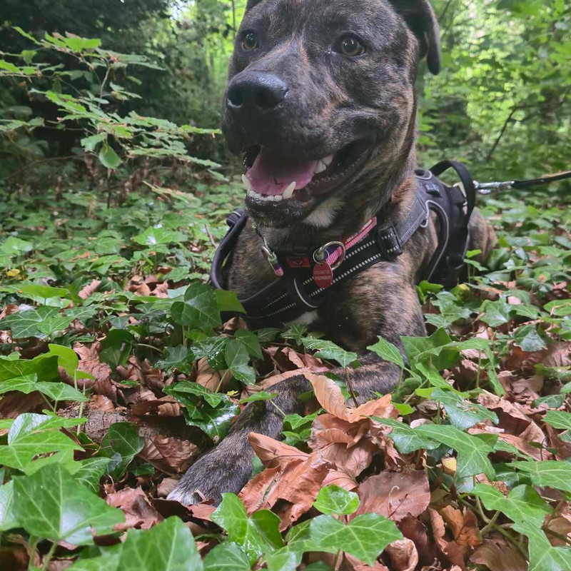 Percy, a 1 year old male Crossbreed available for adoption from Angels 4 Dogs in Kent