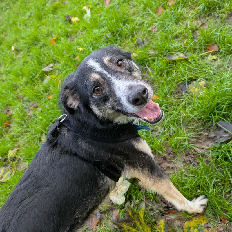 Noah, a 4 years old male Whippet available for adoption from Angels 4 Dogs in Kent