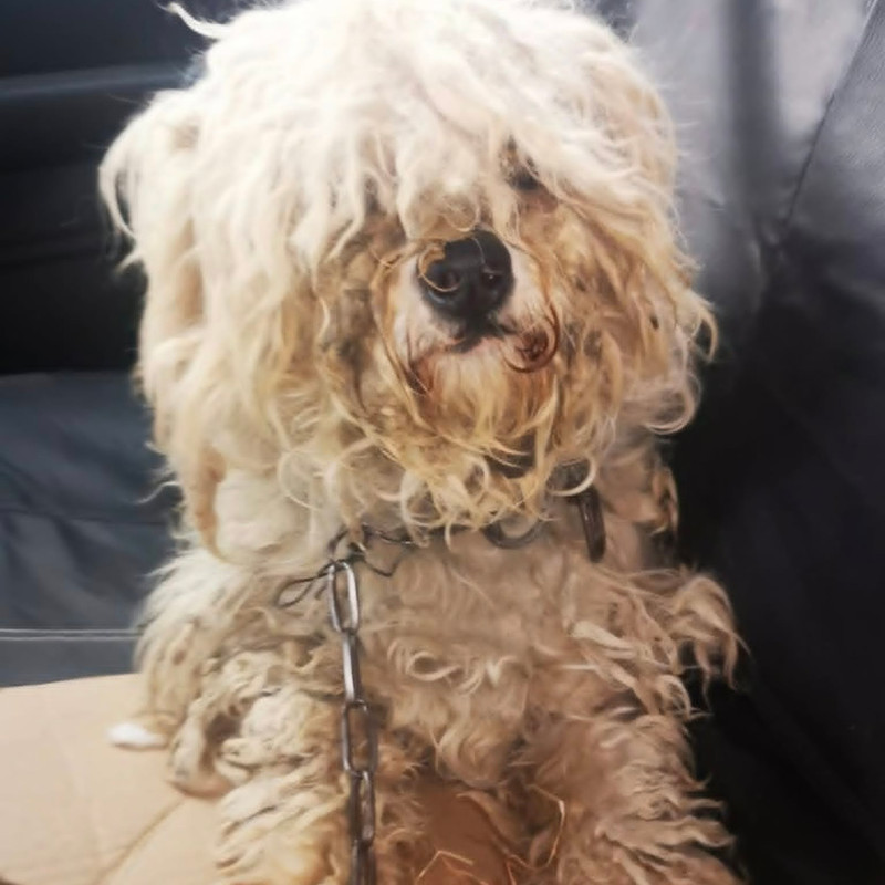 Jackson, a 4 years old male Crossbreed available for adoption from Angels 4 Dogs in Kent