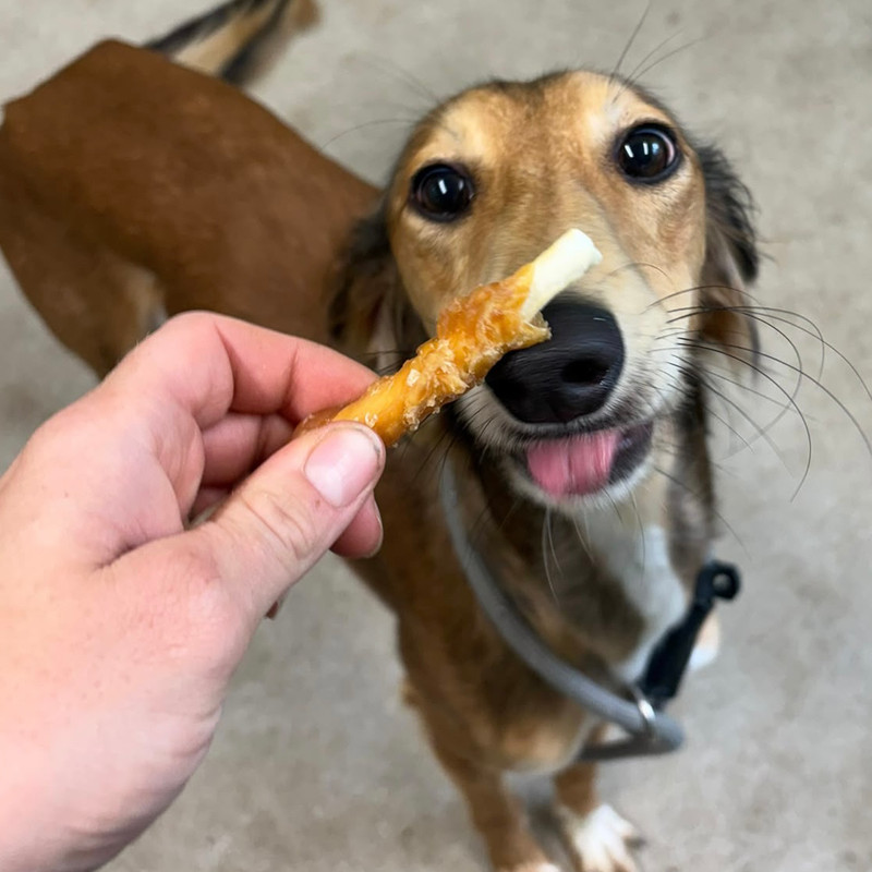 Denver, a male Saluki available for adoption from Angels 4 Dogs in Kent