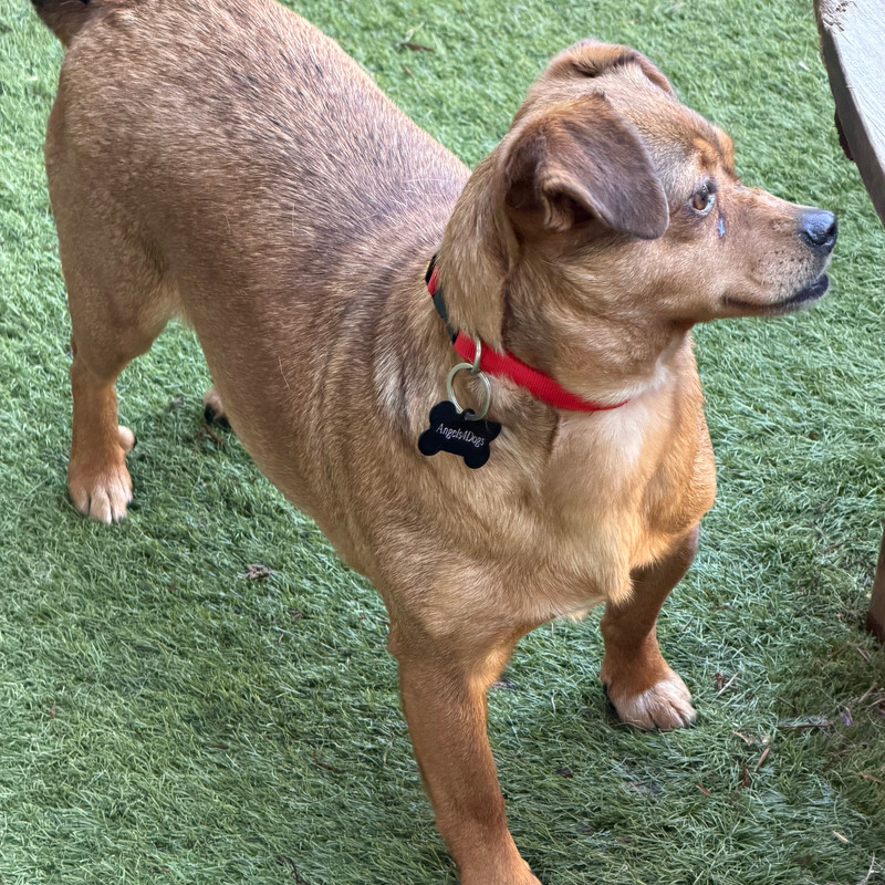 Miri, a 5 years old female Crossbreed available for adoption from Angels 4 Dogs in Kent