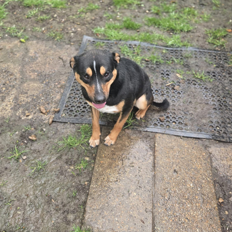Cyril, a 1 year old male Crossbreed available for adoption from Angels 4 Dogs in Kent