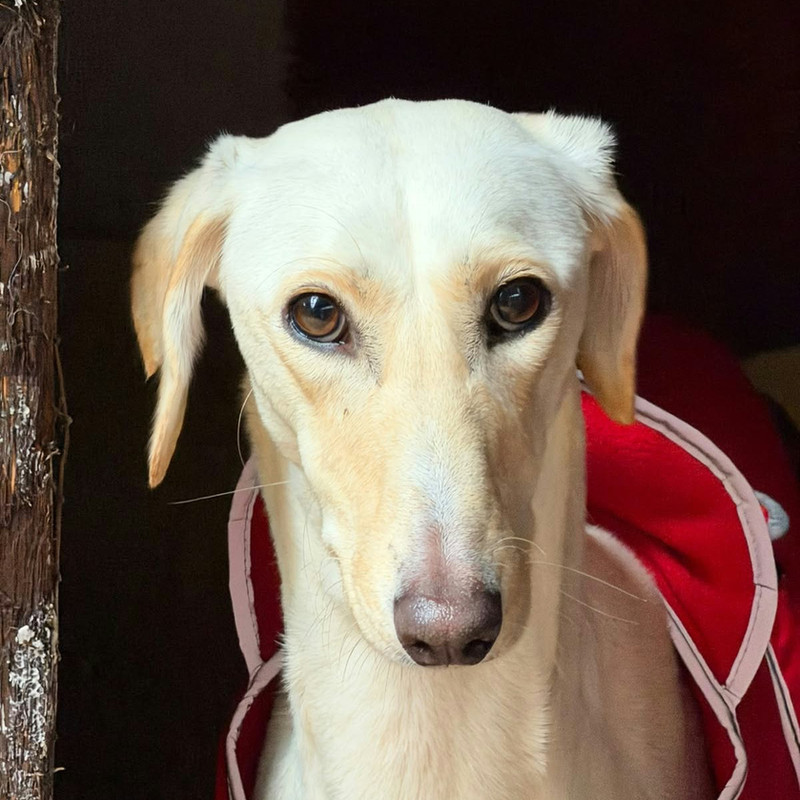 Florence, a 3 years old female Lurcher available for adoption from Angels 4 Dogs in Kent