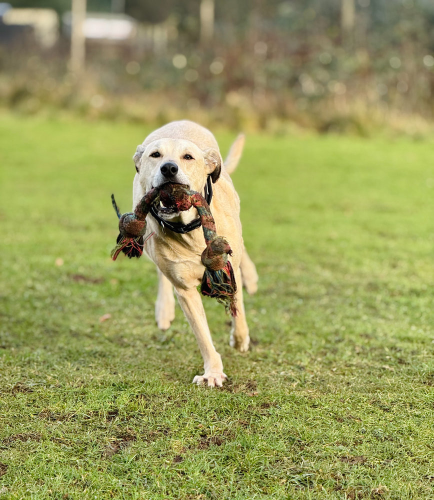 Stitch, a 6 years old female Crossbreed available for adoption from Animal Rescue Centre (ARC) in Devon