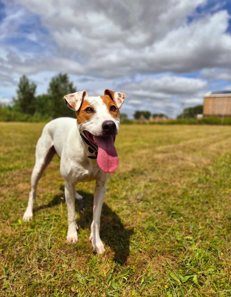 Buddy, a 4 years old male Lurcher available for adoption from Animal Rescue Centre (ARC) in Devon