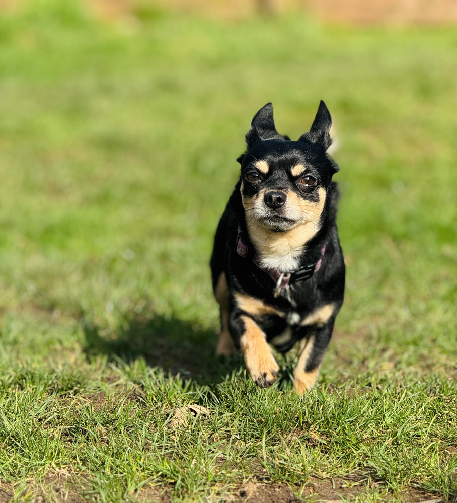 Milo, a 6 years old male Chihuahua available for adoption from Animal Rescue Centre (ARC) in Devon
