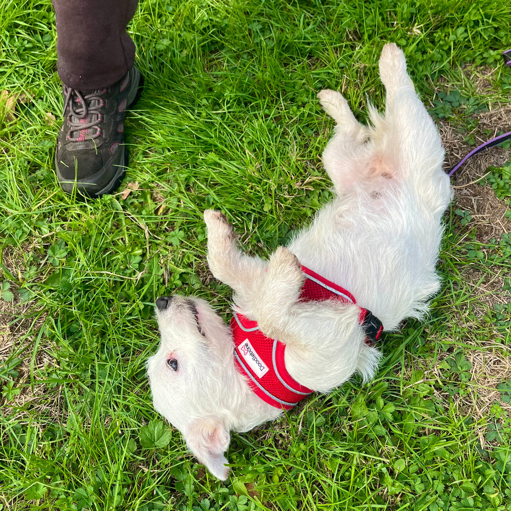 Peppa, a 9 months old female Terrier available for adoption from Animal Rescue Centre (ARC) in Devon