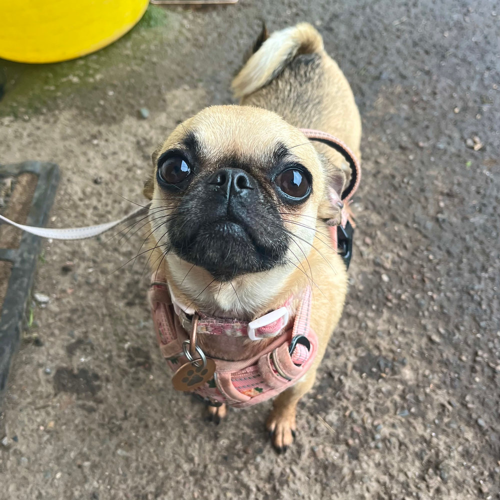 Ruby, a 2 years old female Chihuahua X Pug available for adoption from Animal Rescue Centre (ARC) in Devon