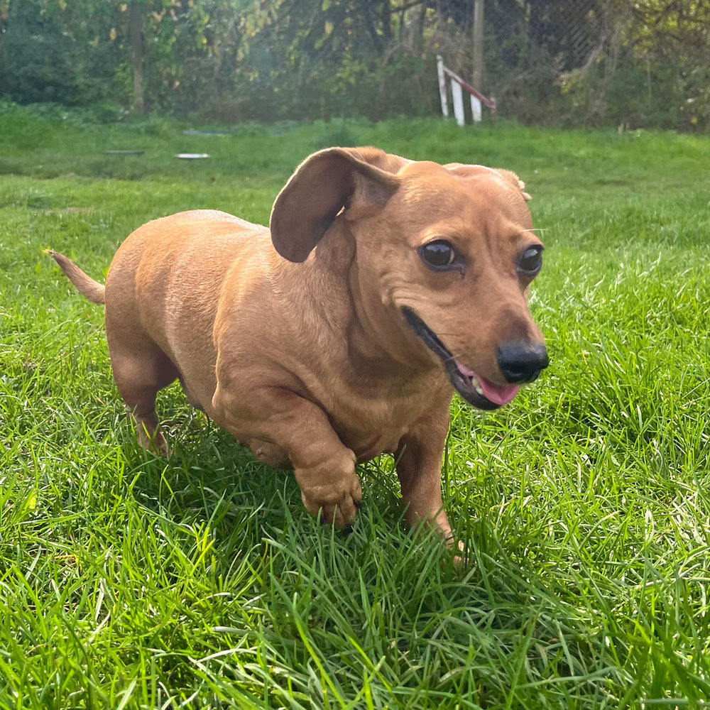 Penny, a 8 years old female Dachshund available for adoption from Animal Rescue Centre (ARC) in Devon