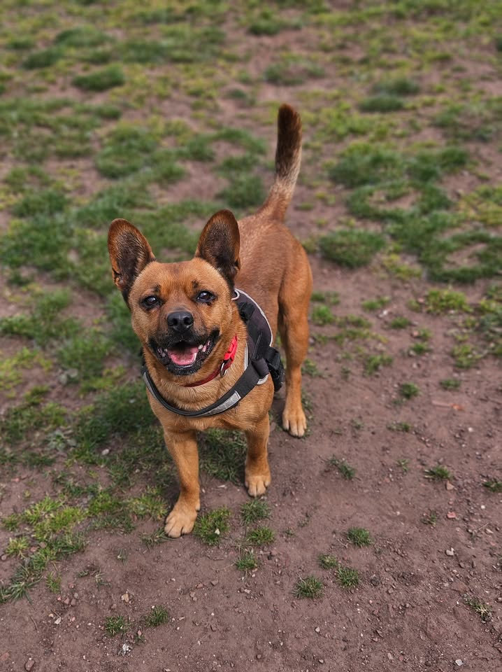 Bear, a 7 years old male French Bulldog X Staffordshire Bull Terrier available for adoption from Animal Rescue Centre (ARC) in Devon