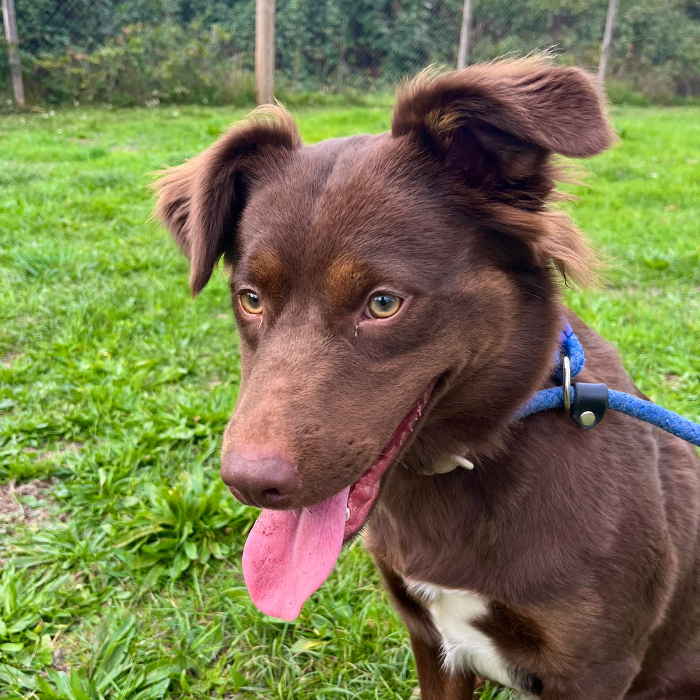 Kitsune, a 10 months old female Labrador X Collie available for adoption from Animal Rescue Centre (ARC) in Devon