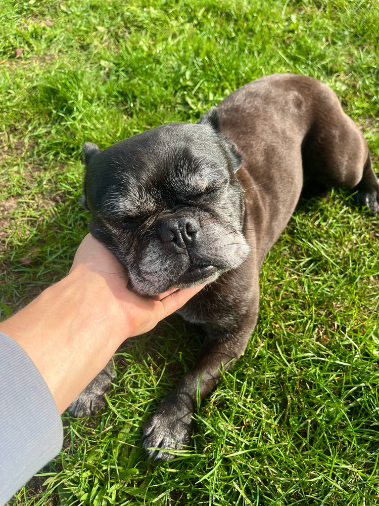 Fidget, a 7 years old female French Bulldog available for adoption from Animal Rescue Centre (ARC) in Devon