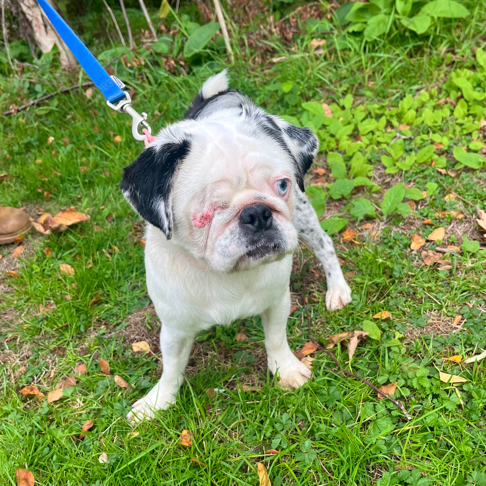 Callie, a 1 year old female Pug X available for adoption from Animal Rescue Centre (ARC) in Devon