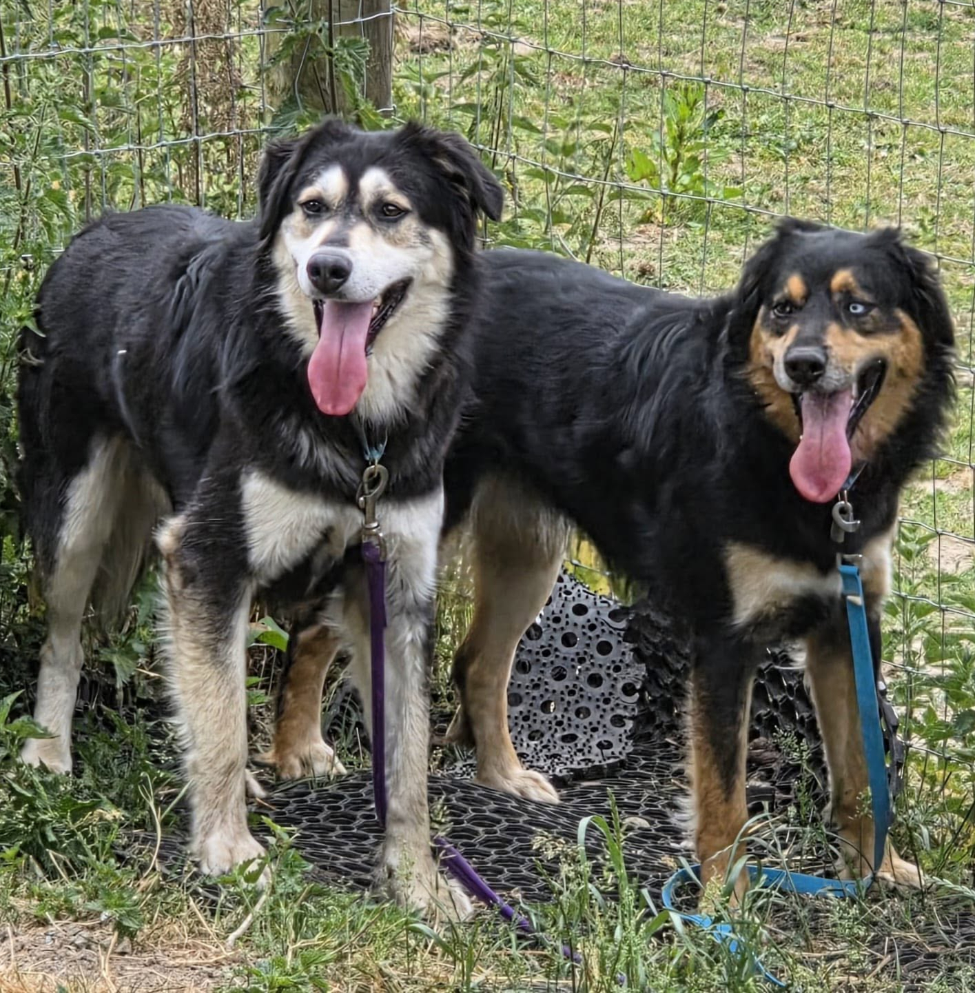Moss & Cedar, a 2 years old male Collie X available for adoption from Arundawn Dog Rescue in West Sussex