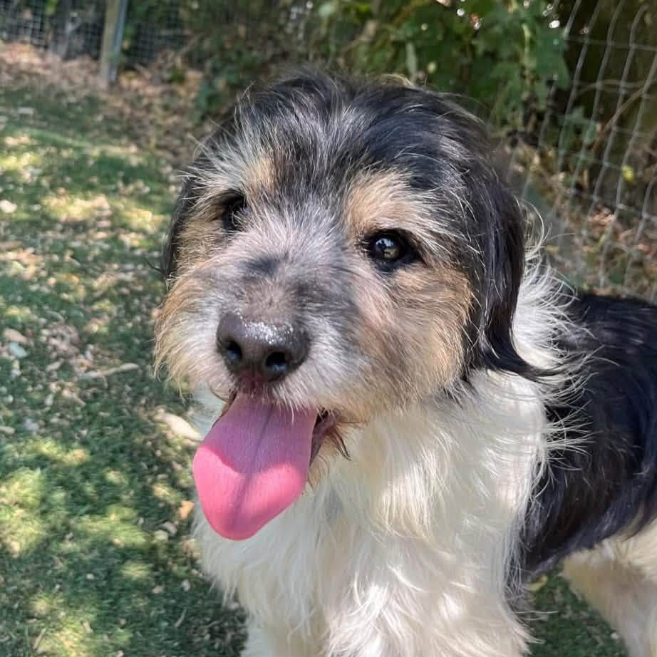 Basil, a 3 years old male Crossbreed available for adoption from Arundawn Dog Rescue in West Sussex