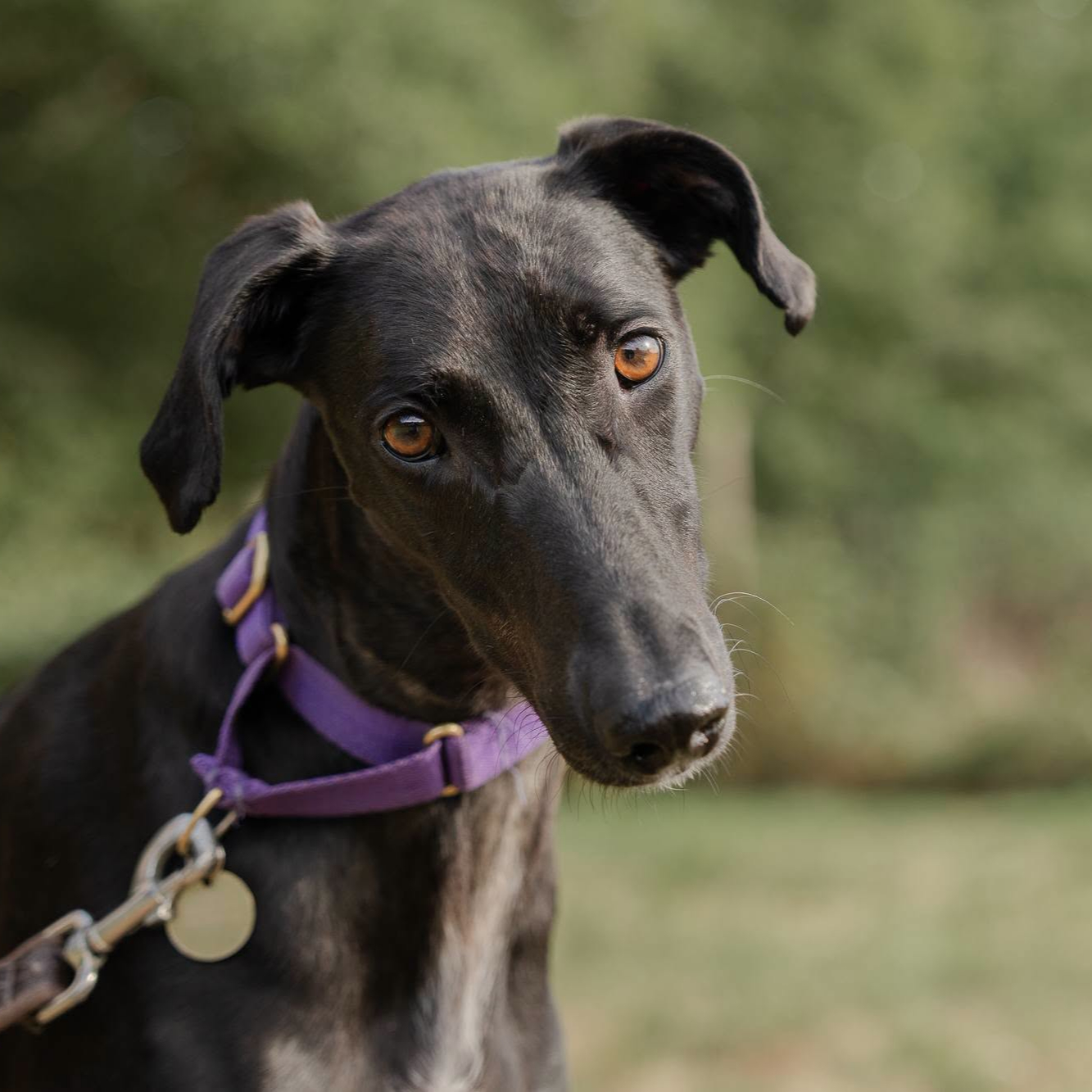 Queenie, a 3 years old female Lurcher available for adoption from Arundawn Dog Rescue in West Sussex
