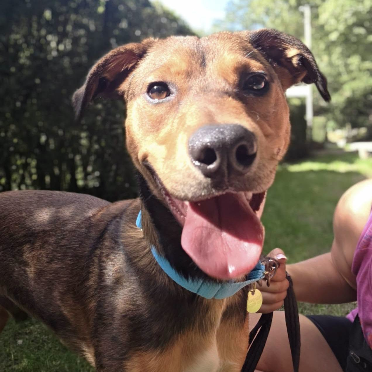 Jack, a 1 year old male Rottweiler X Lurcher available for adoption from Arundawn Dog Rescue in West Sussex