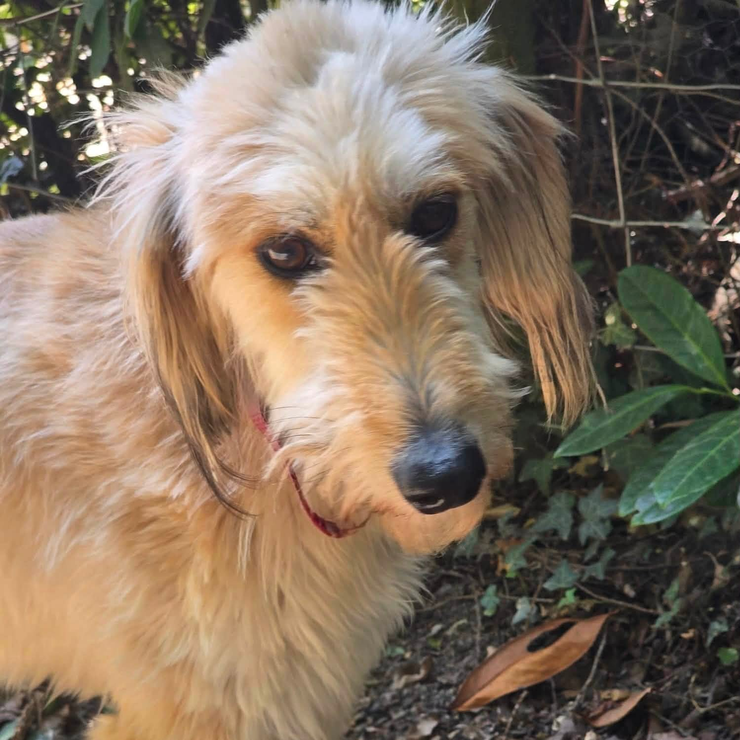 Bonnie, a 1 year old female Saluki X Lurcher available for adoption from Arundawn Dog Rescue in West Sussex