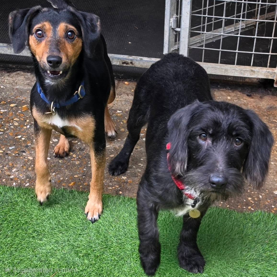 Penny & Archie, a 1 year old female Whippet X Lurcher available for adoption from Arundawn Dog Rescue in West Sussex