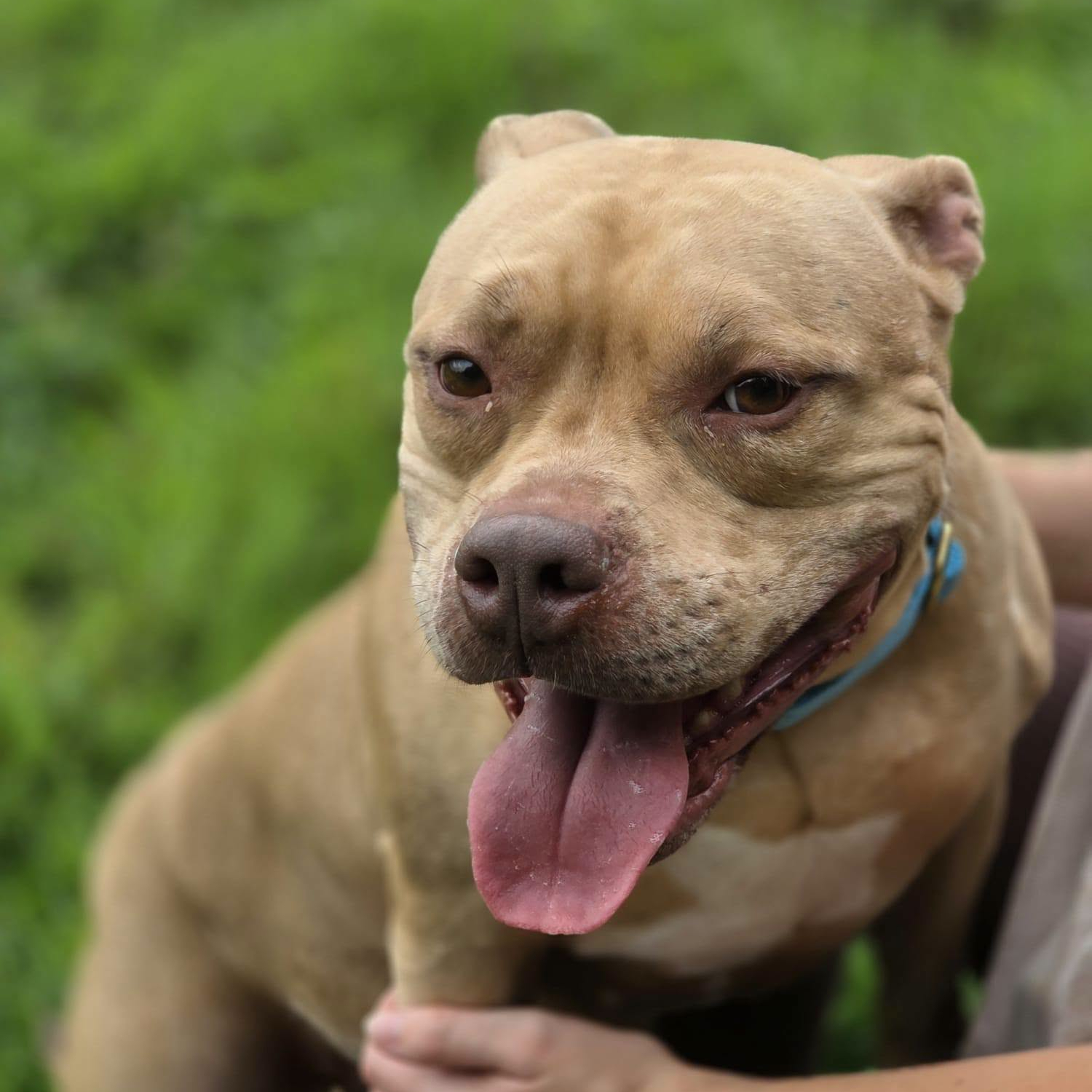 Pepper, a 3 years old female Staffordshire Bull Terrier X available for adoption from Arundawn Dog Rescue in West Sussex