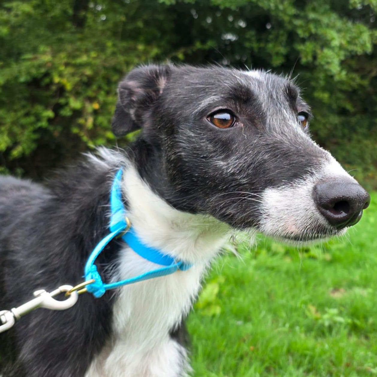 Danno, a 3 years old male Lurcher available for adoption from Arundawn Dog Rescue in West Sussex