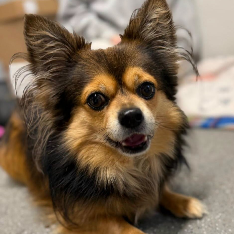 Juno, a 8 years old male Chihuahua X available for adoption from Arundawn Dog Rescue in West Sussex