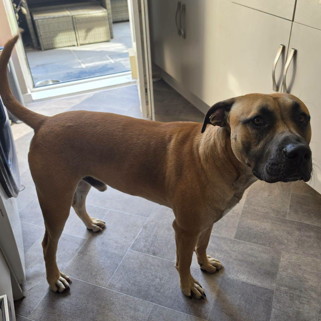 Koda, a 1 year old male Mastiff X available for adoption from Arundawn Dog Rescue in West Sussex