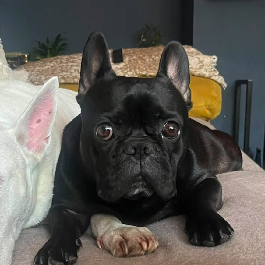 Piglet, a 1 year old female French Bulldog available for adoption from Arundawn Dog Rescue in West Sussex