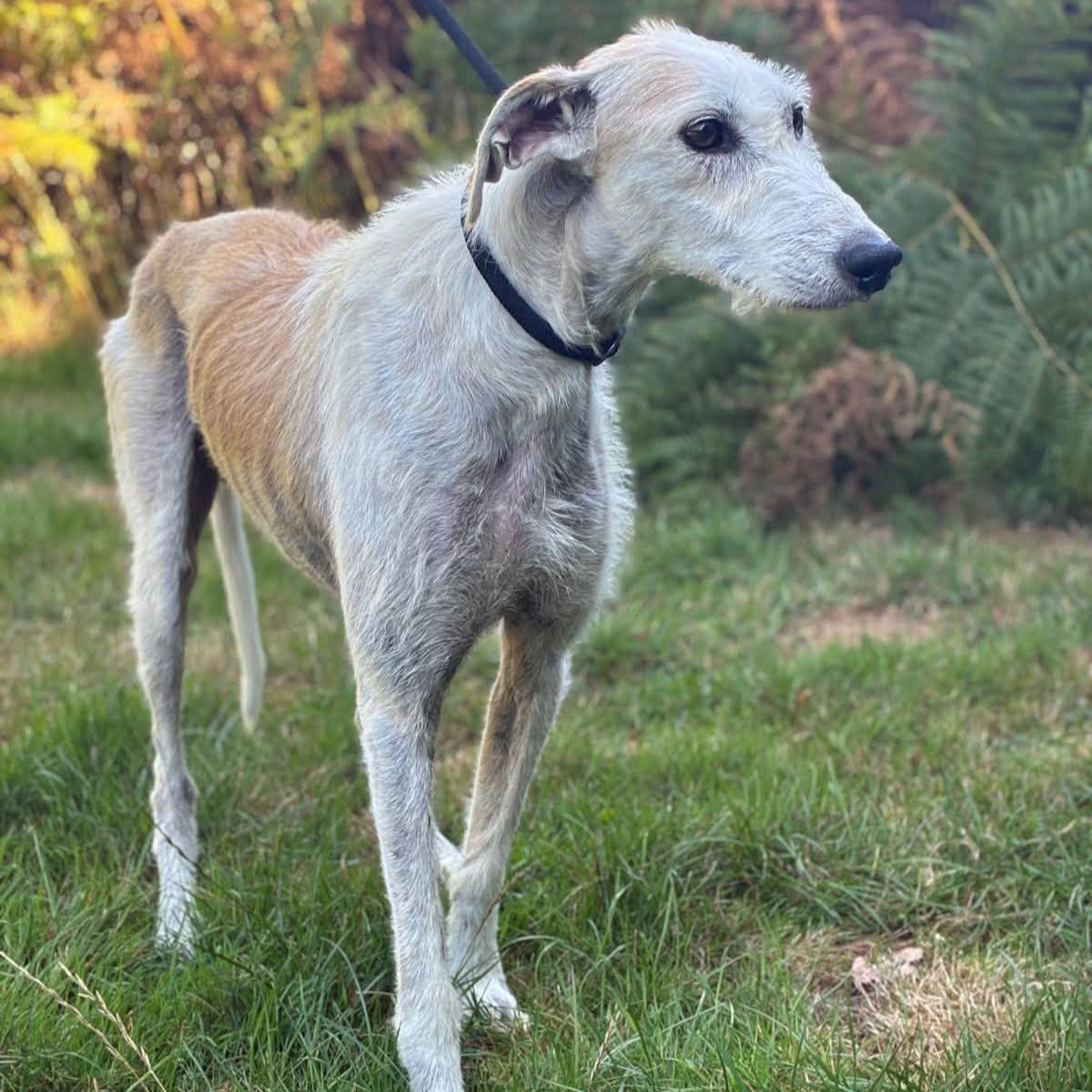 Crumble, a 7 years old male Lurcher available for adoption from Arundawn Dog Rescue in West Sussex