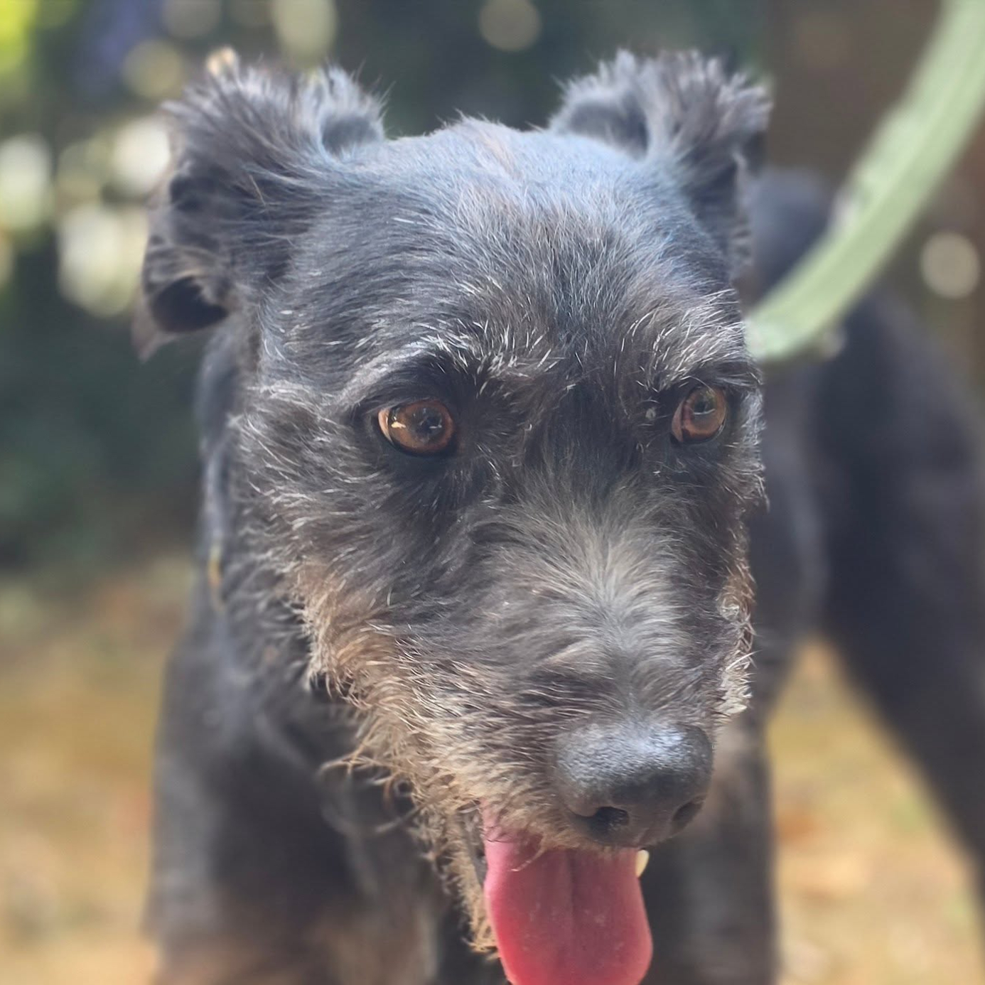 Flynn, a 6 years old male Lurcher available for adoption from Arundawn Dog Rescue in West Sussex