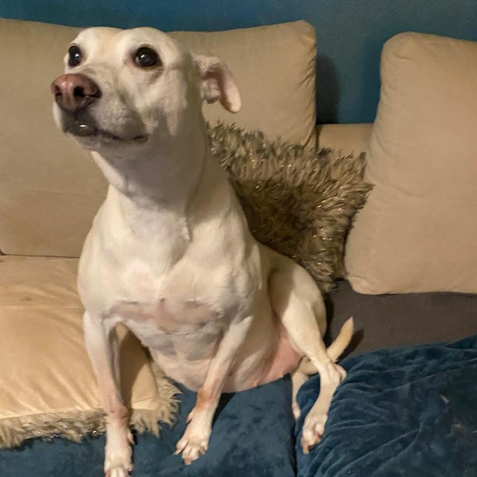 Lulu, a 9 years old female Lurcher available for adoption from Arundawn Dog Rescue in West Sussex