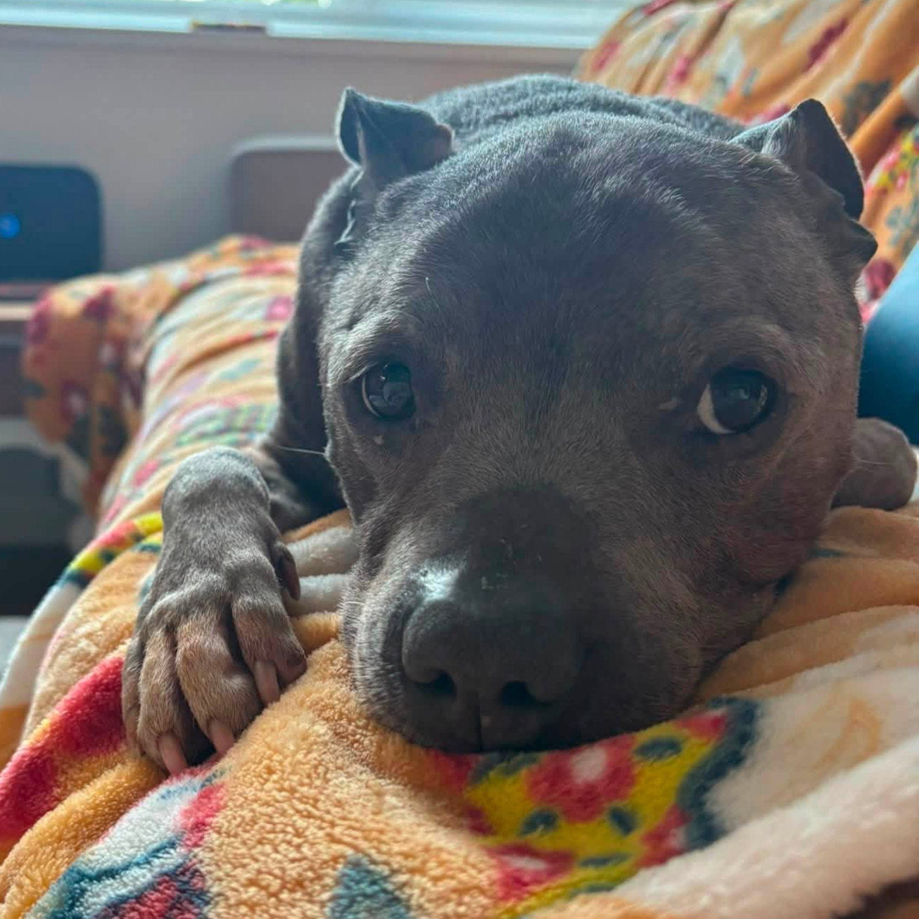 Bruce, a 11 years old male Staffordshire Bull Terrier available for adoption from Arundawn Dog Rescue in West Sussex