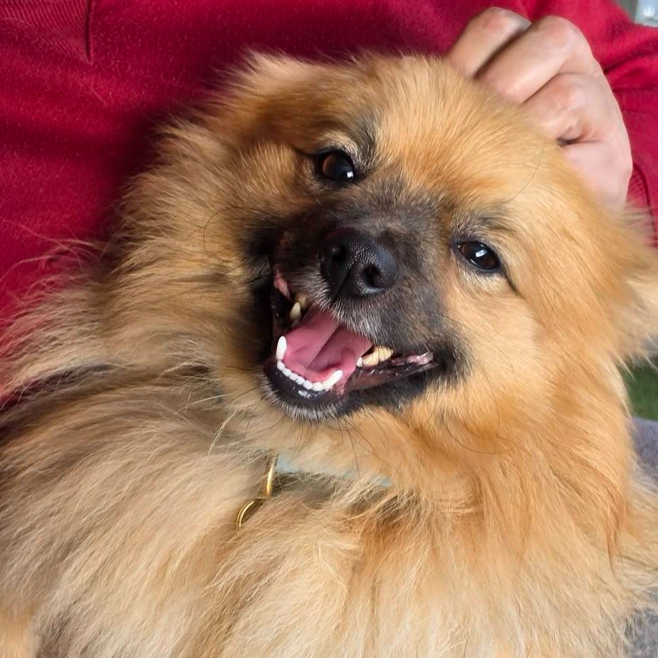 Jiff, a 2 years old male Pomeranian available for adoption from Arundawn Dog Rescue in West Sussex
