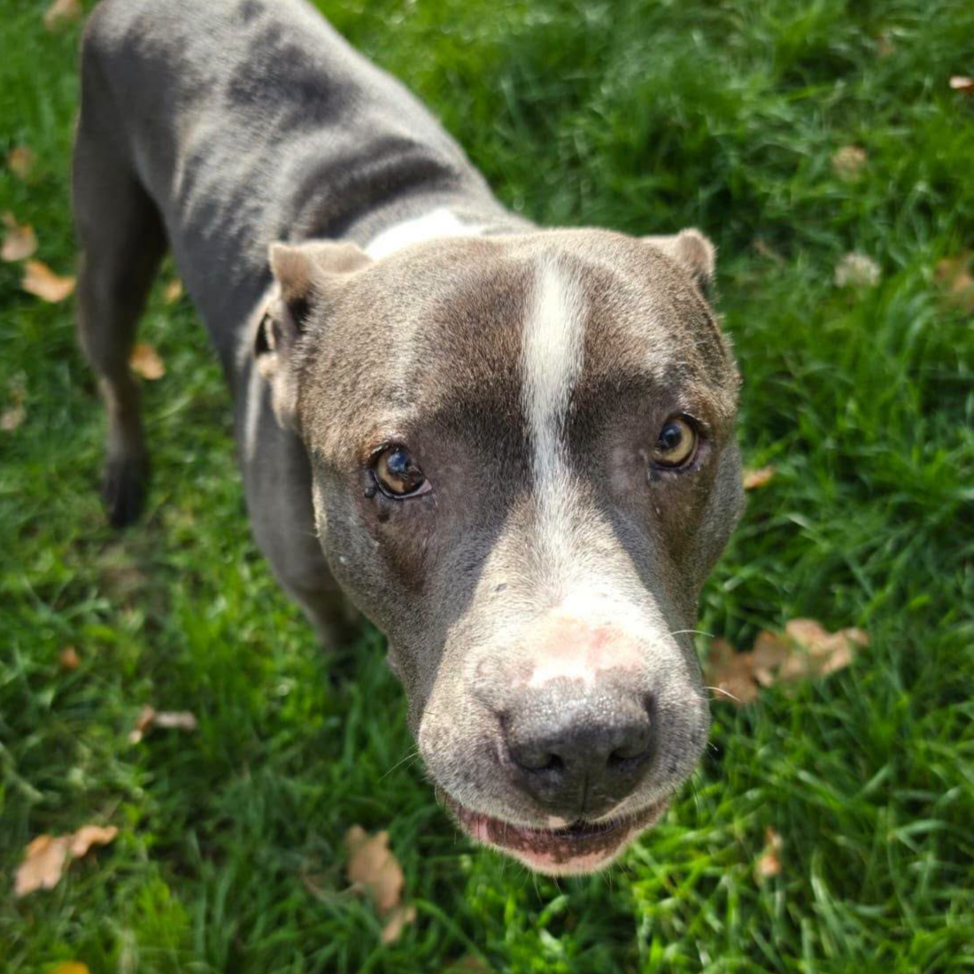 Buster, a 11 years old male Staffordshire Bull Terrier X available for adoption from Arundawn Dog Rescue in West Sussex