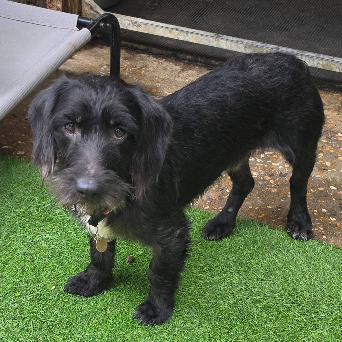 Archie, a 2 years old male Dachshund X available for adoption from Arundawn Dog Rescue in West Sussex