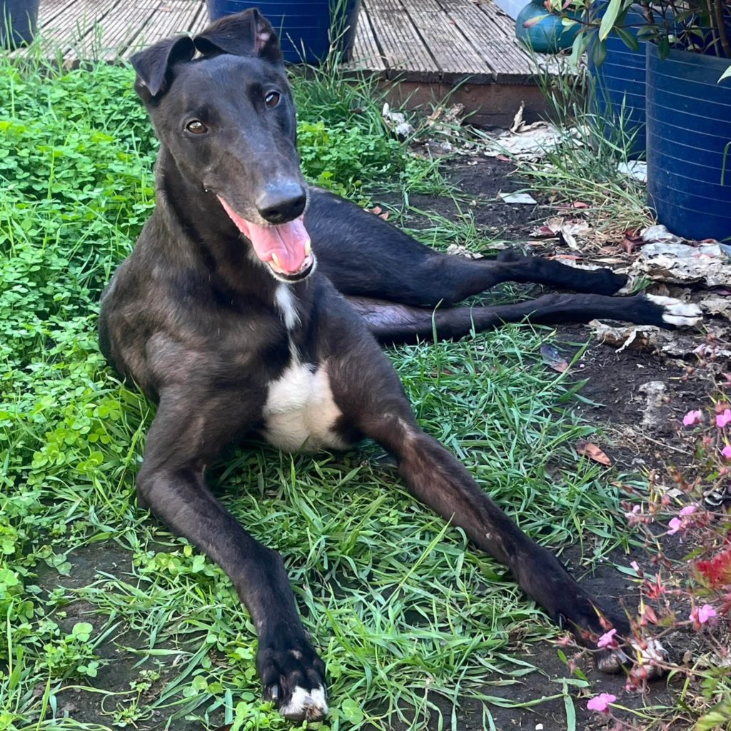 Buzz, a 4 years old male Greyhound available for adoption from Auras Dogs in Gloucestershire