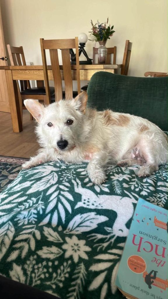 Maddie ️, a 3 years old female Soft Coated Wheaten Terrier available for adoption from Auras Dogs in Gloucestershire