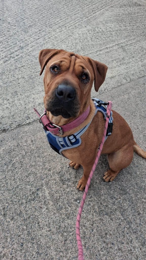 Ruby, a 1 year old female Shar Pei X Rottweiler available for adoption from Auras Dogs in Gloucestershire