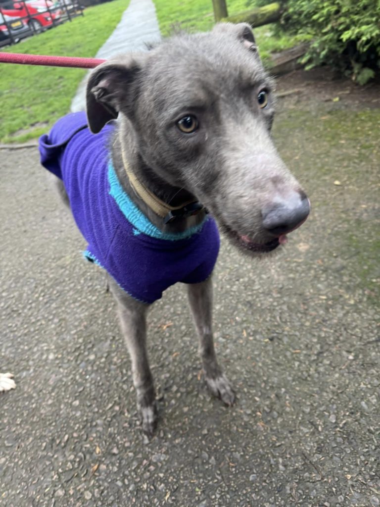 Blue, a 2 years old male Lurcher available for adoption from Auras Dogs in Gloucestershire