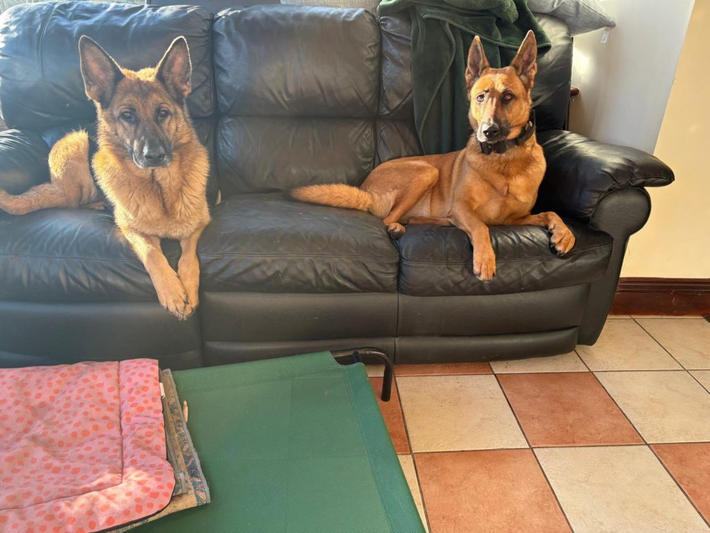 Hope, a 4 months old female German Shepherd available for adoption from Auras Dogs in Gloucestershire