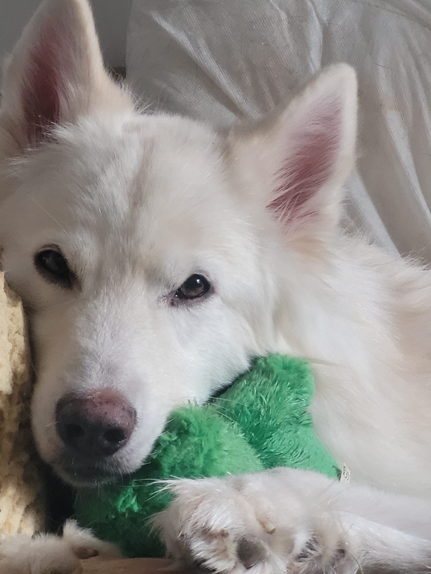 Ghost – Gsd, a 10 years old male German Shepherd available for adoption from Auras Dogs in Gloucestershire