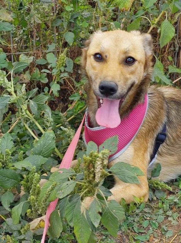 Elisa, a 5 years old female Unknown available for adoption from Barking Mad Dog Rescue in Romania